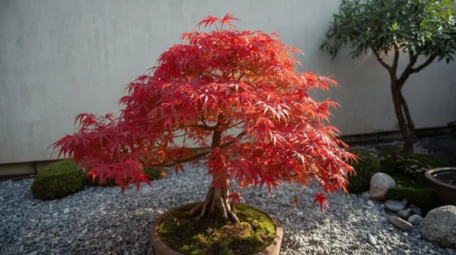 Tanaman Bonsai atau Mapel Jepang